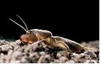 Foto van Gryllotalpa gryllotalpa